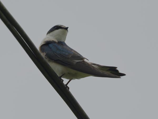 Witstuitzwaluw (Tachycineta leucorrhoa)
